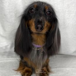 CH Gracie - Dachshund