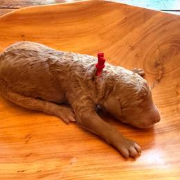 Manteo - Red  male Poodle puppy in Swansboro, North Carolina from Monarch Standard Poodles