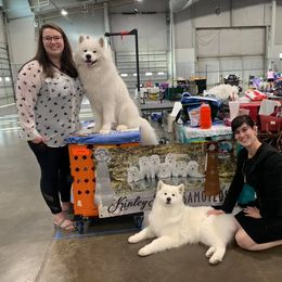 Samoyed All Grown Up from KinleyRay Kennels