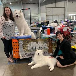Samoyed All Grown Up from KinleyRay Kennels