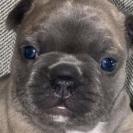 French Bulldogs from Boujee Bullies of East Tn