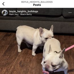 Crystal - French Bulldog