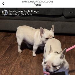 Crystal - French Bulldog