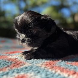 Boy 3 - Black and white male Shih Tzu puppy in Mobile, Alabama from FluffyTail Shih Tzu
