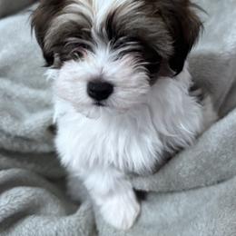 Holly - Black and white female Havanese puppy in Lawrenceville, Georgia from Alchemy Havanese