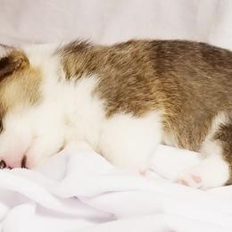 Pembroke Welsh Corgi Puppies from Ranch Hand Corgis