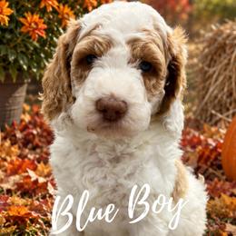 Blue Boy - Parti male Goldendoodle puppy in Travelers Rest, South Carolina from Bailey Mountain Doodles