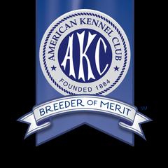 Chesapeake Bay Retriever All Grown Up from Shiloh Ridge Retrievers