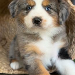 Charlie-has tail-many videos - Blue merle male Australian Shepherd puppy in Troy, South Carolina from Australian Shepherds of 3/W Farms