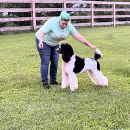 Poodle All Grown Up from Redmond Rose Kennels
