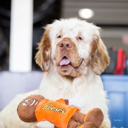 Reese's  - Clumber Spaniel