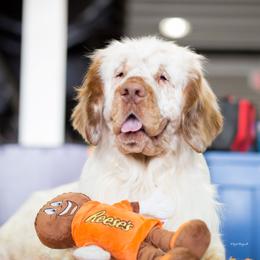 Reese's  - Clumber Spaniel