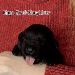 Bingo - Black female Labrador Retriever puppy in Owosso, Michigan from Bennington Retrievers
