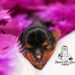 Yorkshire Terrier Puppies from Essence of Grace Yorkies