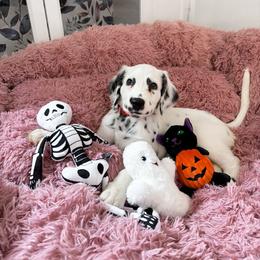 Frappuccino - LUA long coat - White and black male Dalmatian puppy in Davenport, Florida from Sunny Jewels Dalmatians