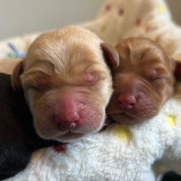 Sunny - Yellow female Labrador Retriever puppy in Carthage, North Carolina from Wicked Pines Retrievers