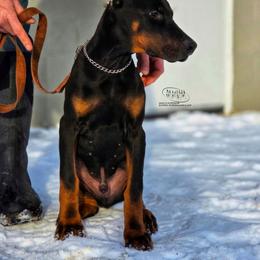Kiah - Black and rust male Doberman Pinscher puppy in China Township, Michigan from Snell's Superior Kennel Dobermann & GSP