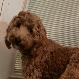 Delilah - Goldendoodle