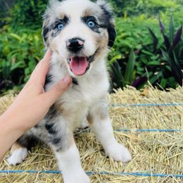 Lysandra - Blue merle female Australian Shepherd puppy in Ocala, Florida from Udder Chaos Ranch