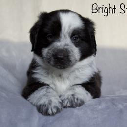 Australian Shepherd Puppies from Bright Star Aussies