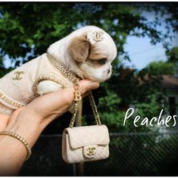 Peaches - Red and white female Shih Tzu puppy in Warren, Michigan from Danielle's Yorkie Babies