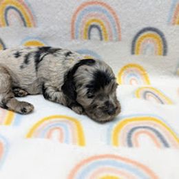 Aussiedoodle, Australian Shepherd, Bernedoodle, Cockapoo, and Poodle Puppies from Sis' Doodles & Poodles