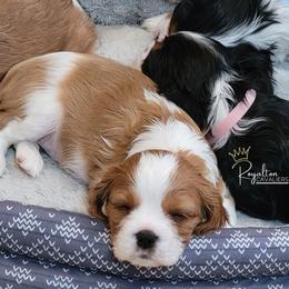 Cavalier King Charles Spaniel Puppies from Royalton Cavaliers