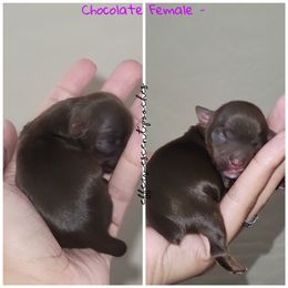 Poodle and Yorkshire Terrier Puppies from Effervescent-Pooches