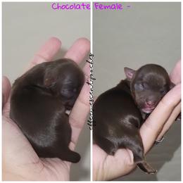 Poodle and Yorkshire Terrier Puppies from Effervescent-Pooches