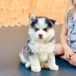 Musubi - Black and white male Pomsky puppy in Hawaii from Island Pomskies