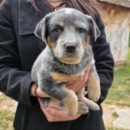Girl 1 - Blue female Australian Cattle Dog puppy in Mount Pleasant, Utah from Christensen Family Kennel