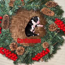 Cardamom - Black tri male Miniature American Shepherd puppy in Minden, Louisiana from Ironwood Creek