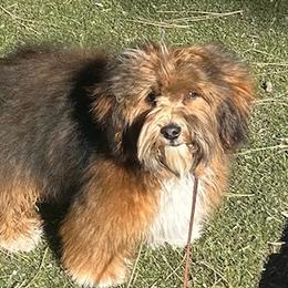 Timber - Havanese