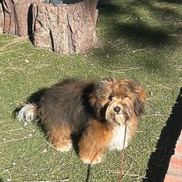 Timber - Havanese
