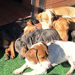 Dachshunds from Willow Run Dachshund’s