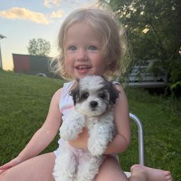 Angel - Black & white female Maltipoo puppy in Chariton, Iowa from Mia Lucky Home