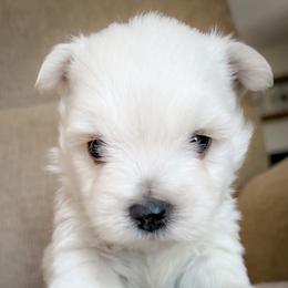 Fran - White female West Highland White Terrier puppy in Maryville, Missouri from The West Acres