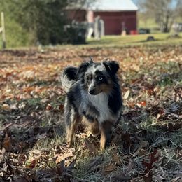 Toy Australian Shepherd puppies from Muscadine Meadows Farm