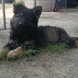 Benny - Sable male German Shepherd puppy in Hawthorne, Florida from Lace's High Flying German Shepherds And Golden Retrievers