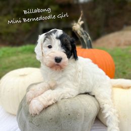 Billabong - Sable female Bernedoodle puppy in Grove, Oklahoma from Guinn Family Farms