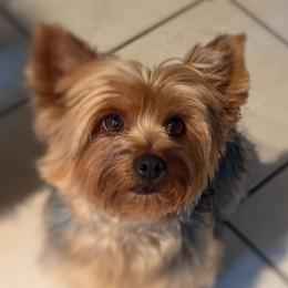 Princess - Yorkshire Terrier