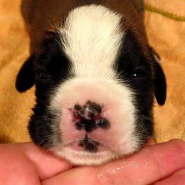 Boxer Puppies from Aleman Euro Boxers