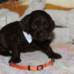 Cockapoo Puppies from JP Cockapoos LLC