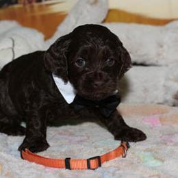 Cockapoo Puppies from JP Cockapoos LLC