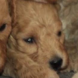 Male 3 - male Cavapoochon puppy in Fredericksburg, Ohio from Timshell Farm Specialty Crossbreed Puppies