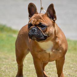 Starburst - French Bulldog