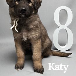 Katy - Black and tan female Shiloh Shepherd puppy in Lancaster, Ohio from Brick Chapel Shilohs