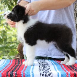 AKC Champion Parents - Black female Border Collie puppy in Noble, Oklahoma from CheckItOut Border Collies