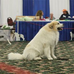 Fin - Great Pyrenees