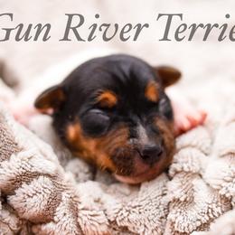 Black Tri 1 - Black white and tan male Rat Terrier puppy in Allegan, Michigan from Gun River Terriers